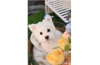轨小12岁美女送百万豪车女方照片流出pg